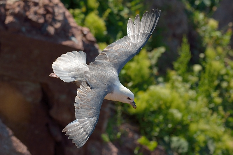 Noordse stormvogel